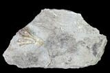 Fossil Crinoid (Dichocrinus) - Gilmore City, Iowa #149030-1